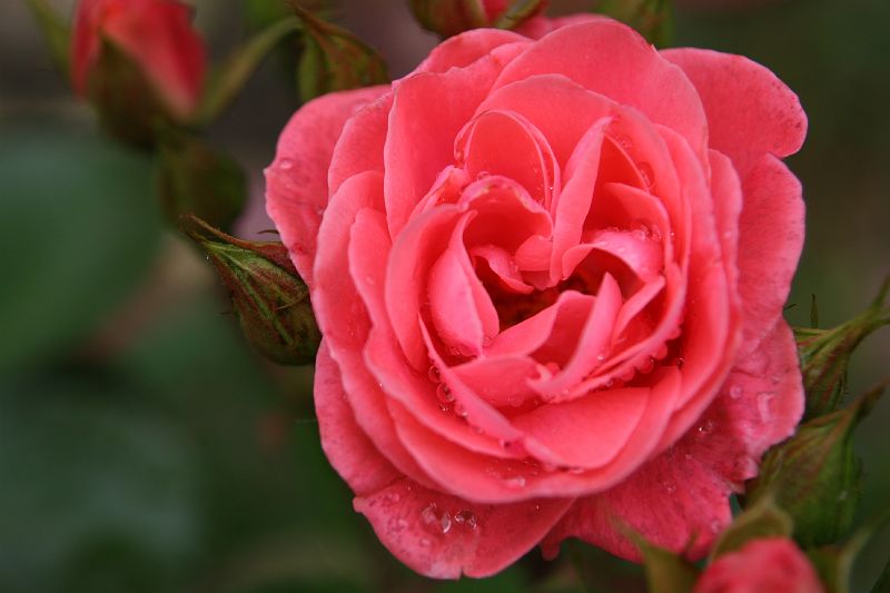 FlowersInSeelandGarden 001.jpg